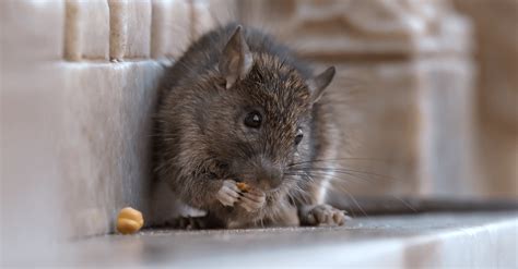 How To Get Rid Of Rats Outside And Keep Them Away