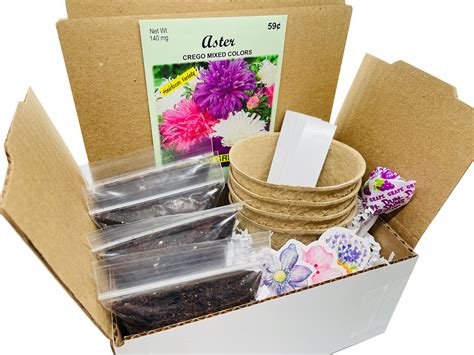 Aster Grow Kit Grow Your Own Asters Aster T Aster Etsy