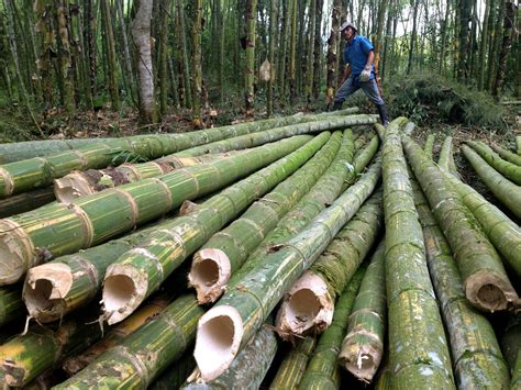 Bamboo Provides And Endless Supply Of Timber