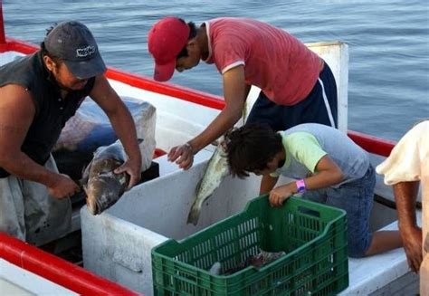 Anuncian Plan De Pesca Responsable Del Mero En La Península De Yucatán