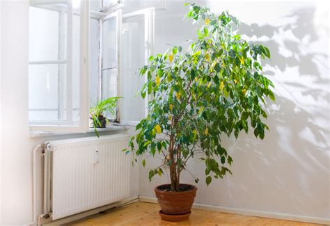 Vendita online di piante verdi, piante da interno e appartamento.troverai una vasta scelta di piante. Piante Giapponesi Da Interno : Idrocoltura o Coltura ...