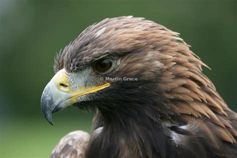 Martin Grace Photography Golden Eagle Aquila Chrysaetos