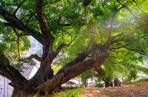 Ancient Banyan Tree Stock Photo Image Of Fujian Span 138883238