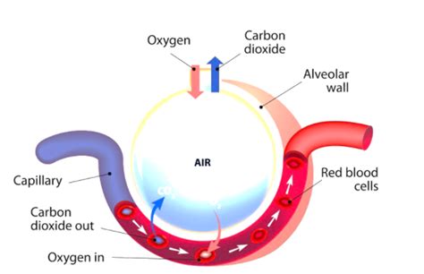 Oxygen And Carbon Dioxide Transport Within The Respiratory System