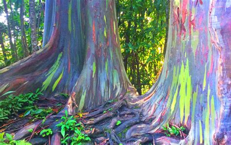 Rainbow Eucalyptus Trees Look Too Beautiful To Be Real But They Are