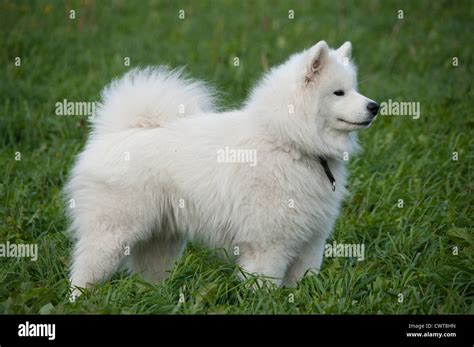 Samoyed Side Standing Hi Res Stock Photography And Images Alamy