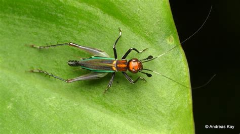 Pretty Cricket Phylloscirtus Sp Gryllidae From Ecuador Flickr