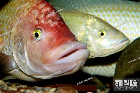 Pink Tilapia Fish Domsticated Form Bred In Captivity Tilapia