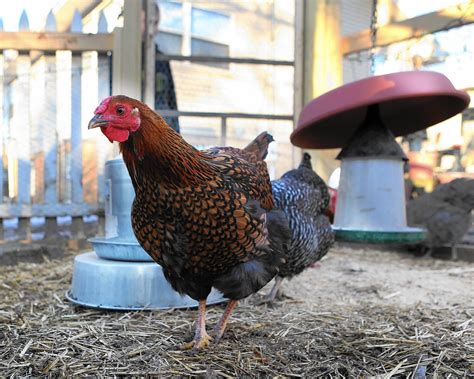 Cdc Backyard Chickens Are Spreading Salmonella To People Chicago Tribune