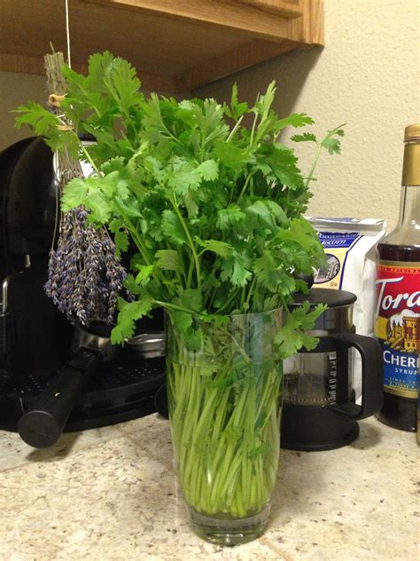 Growing cilantro can be tricky if you don't know your way around it. Pin on cilantro recipes
