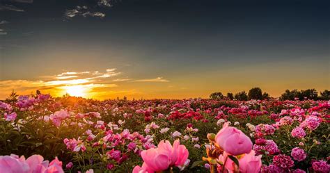 Flower Field Ultra Hd Wallpapers Wallpaper Cave