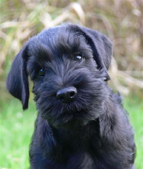 See more of von shaman black standard schnauzers on facebook. Black Standard Schnauzers: a collection of ideas to try ...