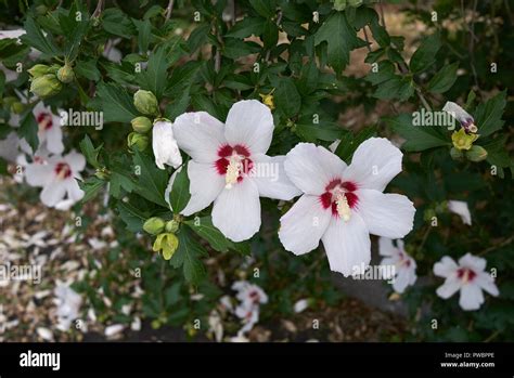 Hibiscus Syriacus White Flowers Stock Photo Alamy