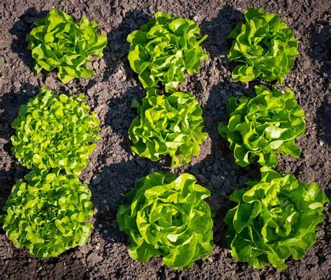 How To Grow Lettuce In The Usa Soil Propagation Planting Care And