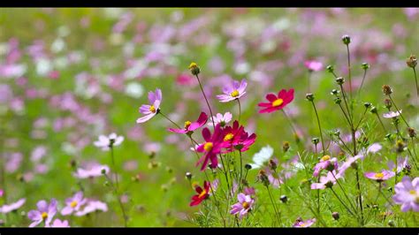 Flower Background Video Effects Hd Cosmos Autumn Bright Beautiful 4k