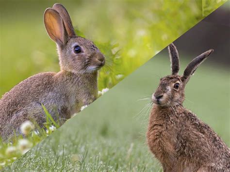Diferencias Entre Conejos Y Liebres Géneros Hábitat Y Reproducción