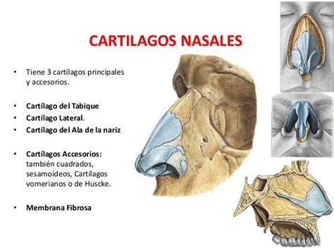Anatomia Del Nariz