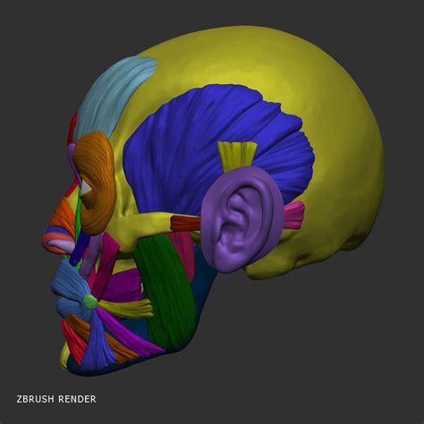 Head Anatomy Muscles 3d Model Cgtrader