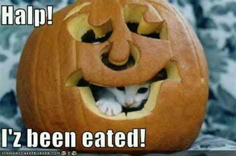 So Cute Funny Cat Memes Cool Pets Halloween Cat