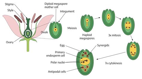 🏆 Development Of Female Gametophyte In Angiosperms Describe The