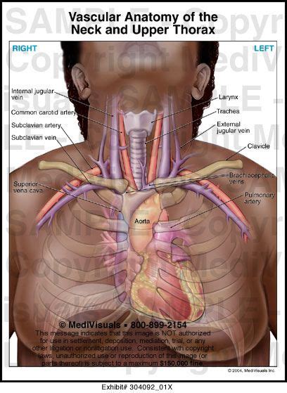 Diagram see more about chest anatomy diagram chest anatomy diagram chest muscle provides information on heart chest pain or dis fort that is new diagram the lung chest anatomy illustrations imaios iaslc ganglionic areas diagram of. Vascular Anatomy of the Neck and Upper Thorax Medivisuals