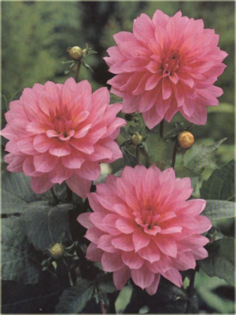 Dalia Dekoracyjna Rosella Różowa Dahlia Hybrida Dalia Dekoracyjna