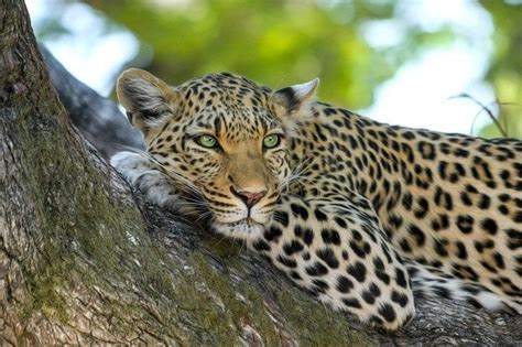Because of the uninterrupted supply of abundant moisture. Tropical rainforest biome plants and animals | Geography4u.com