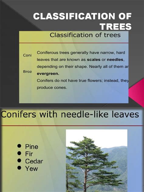 Classification Of Trees Ppt Pdf