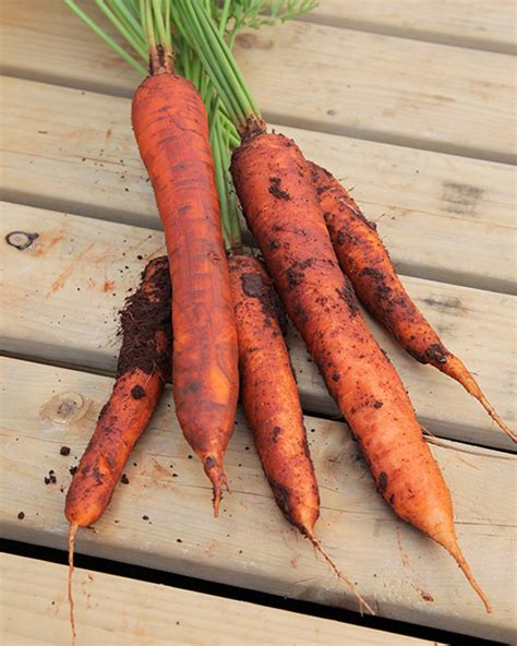 How To Grow Carrots Veggies Grow To Eat The Gardener The Gardener