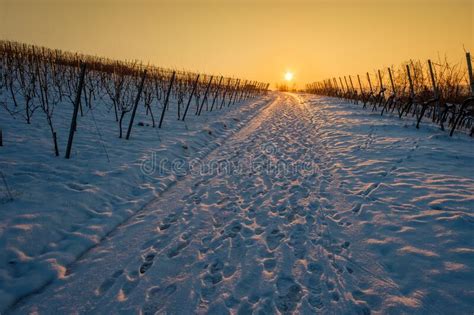 Road With Snow In Winter In Vineyard Landscape In Sunrise Stock Photo