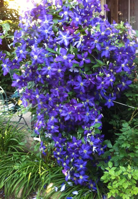 (2) determine the cultural parameters. Clematis | Zone 5 Garden | Pinterest