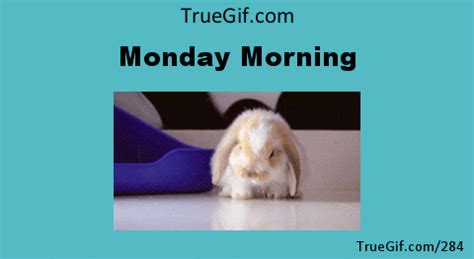 If you like good morning monday gif, you might love these ideas. True Story Analogy GIF - Find & Share on GIPHY