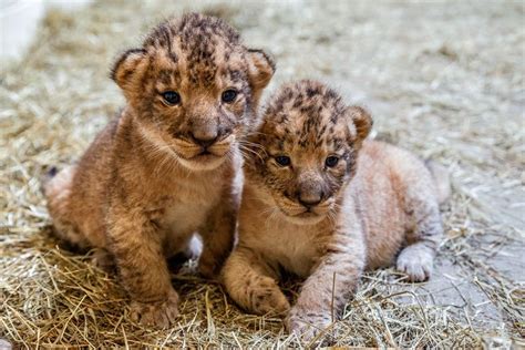 Indy Zoos Lion Pride Grows By Three Baby Animals Cute Baby Animals