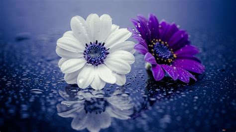 Wet Purple And White Daisies 2k Wallpaper Download