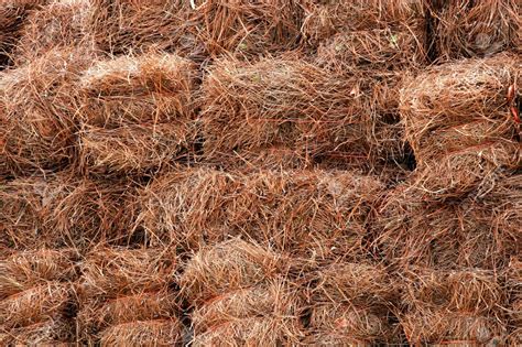 Pine Straw Provides Inexpensive Mulching Option Canda Landscape