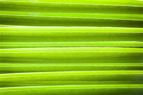 Lush Green Abstract Tropical Palm Leaf Background Stock Photo Image