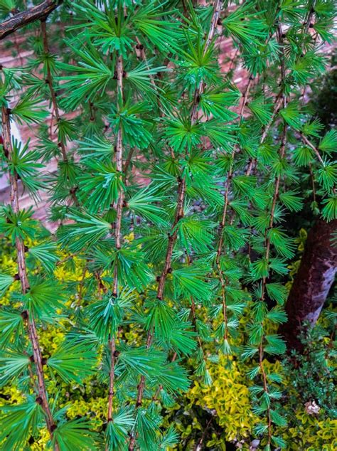 Green Young Larch Needles On Branches In Spring Stock Photo Image Of