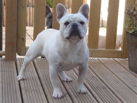 Finding the perfect name for your french bulldog is no easy task. *TRUE CREAM* GERRY...QUALITY PROVEN STUD | Skegness ...