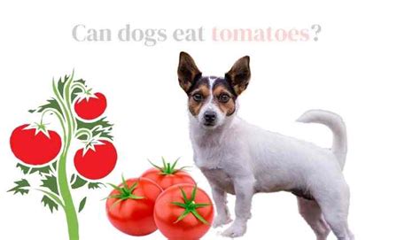 Can Dogs Eat Tomatoes Exceptions You Need To Know
