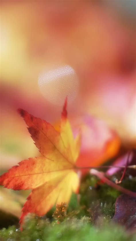 Autumn Leaf Hd Android Wallpapers Wallpaper Cave