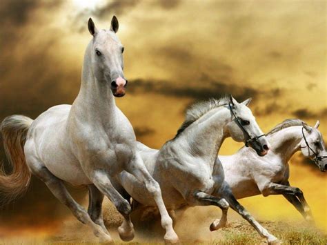 Seven Running Horse Wallpaper Free Download Lvandcola