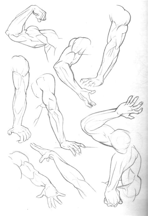 Drawing art people person arms hands draw hand human anatomy muscles movement muscle humans arm reference tutorial muscular anatomical references. Sketch Dump: Arms by Bambs79 on DeviantArt