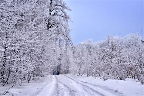 Winter Country Road Through Frozen Forest With Snow Stock Image Image