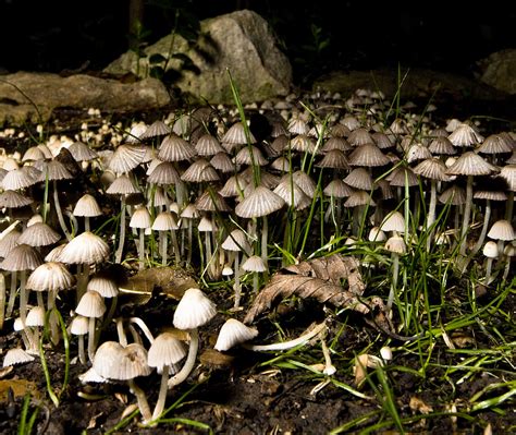 0930126317ps Kansas Mushrooms 1 Virtualphotographer Flickr