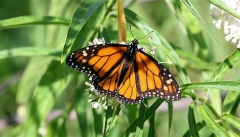 › best flowers for butterflies and hummingbirds. What Plants in Florida Attract Butterflies? | Garden Guides