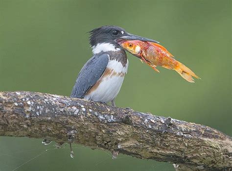 Belted Kingfisher Eating A Fish In Romeo Mich Kingfisher Pet Birds