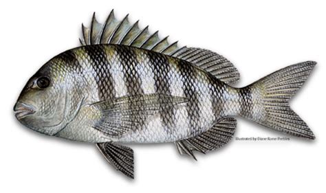 15 Freshwater Fish Species In Louisiana Pics Fishtankfactscom