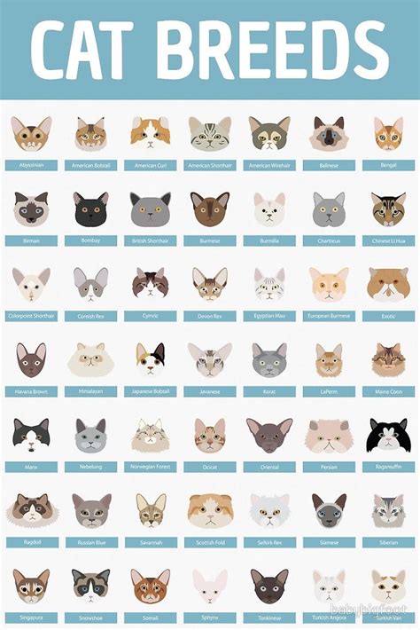 Cat Breed Chart With Pictures