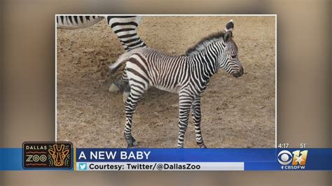 Dallas Zoo Celebrates Arrival Of Baby Zebra Youtube