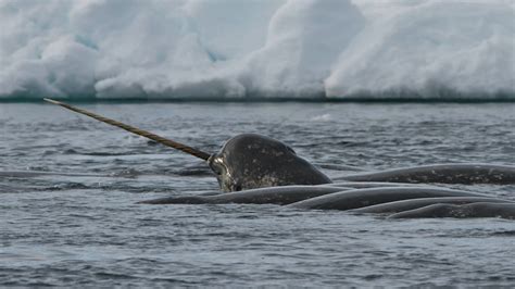 Narwhal Beluga Hybrid